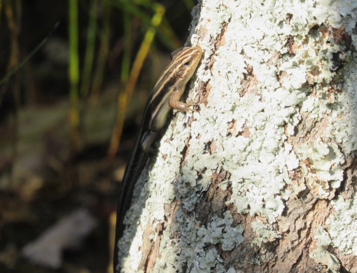 Five-lined Skink